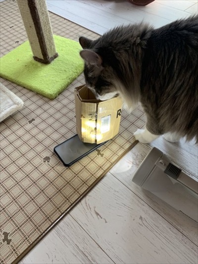 ちゅ〜るを狙う猫ちゃんたち