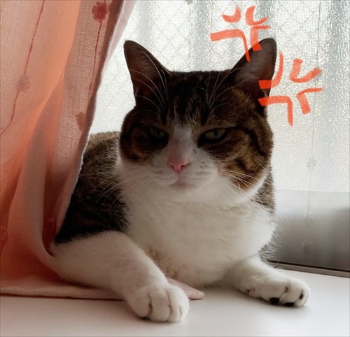 おこったねこ