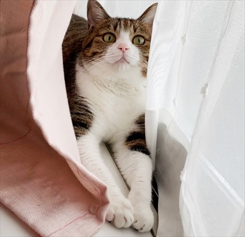 猫のすずめちゃん