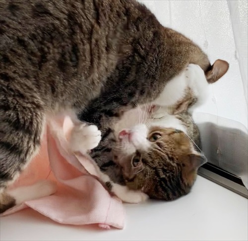 猫のすずめちゃん