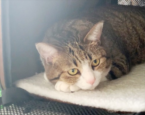 猫のすずめちゃん