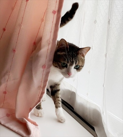 猫のすずめちゃん