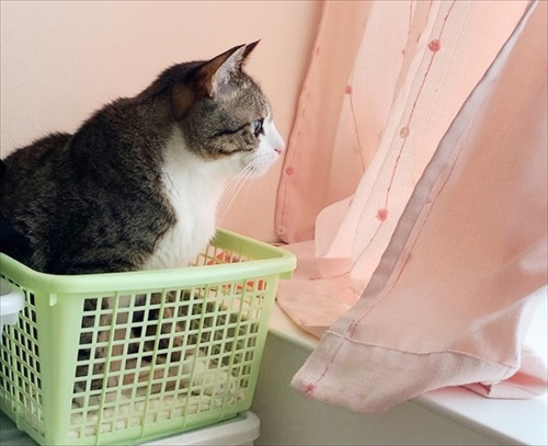 猫のすずめちゃん