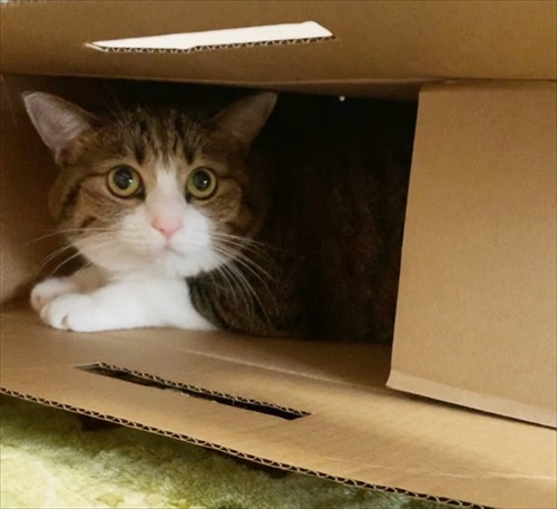 猫のすずめちゃん