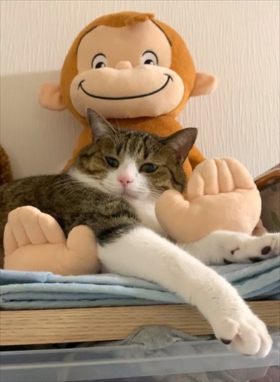 猫のすずめちゃん