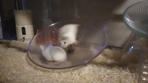 ぐるぐるハムちゃん