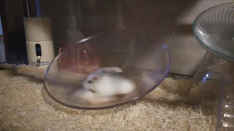 ぐるぐるハムちゃん