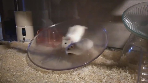 ぐるぐるハムちゃん