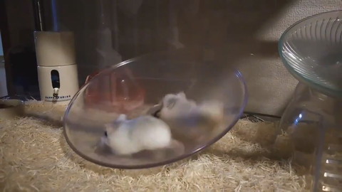 ぐるぐるハムちゃん