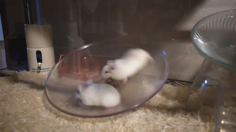 ぐるぐるハムちゃん