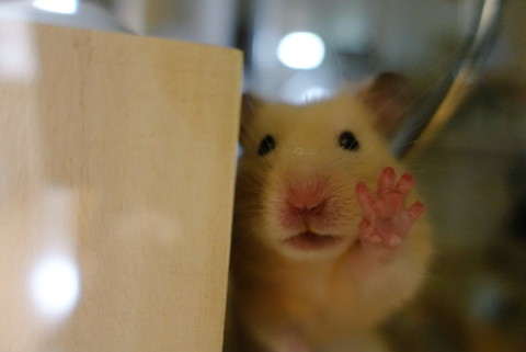 いろんなハムちゃん