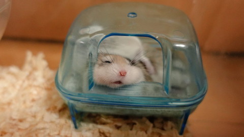 いろんなハムちゃん