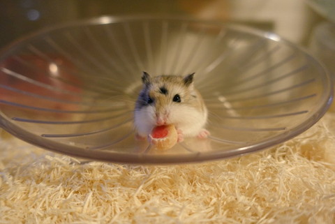 いろんなハムちゃん