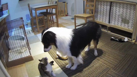 犬と猫仲良し
