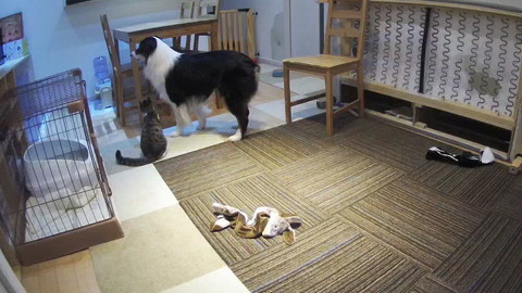 カイルくんとキウイくん