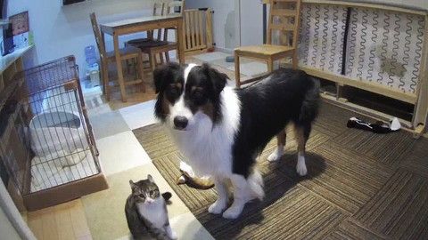 カイルくんとキウイくん