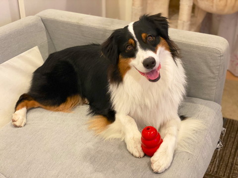 カイルくんとキウイくん