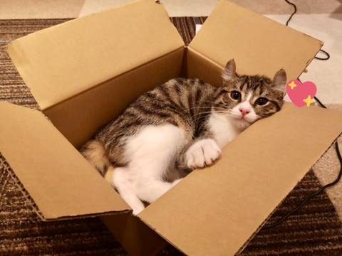 カイルくんとキウイくん