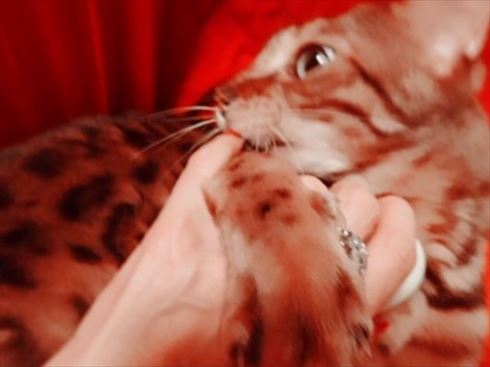 叶姉妹 ベンガルキャット ファビュラス君 猫 ペット 叶美香 叶恭子