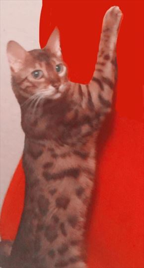 叶姉妹 ベンガルキャット ファビュラス君 猫 ペット 叶美香 叶恭子