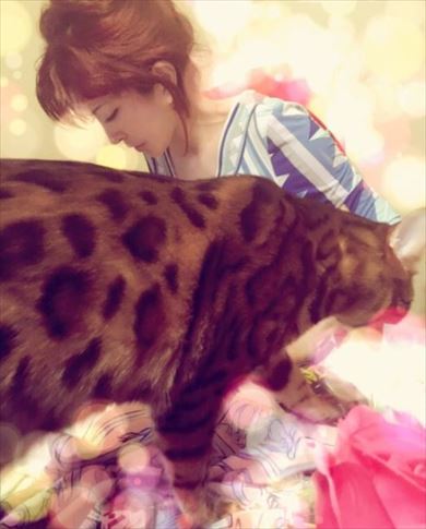 叶姉妹 ベンガルキャット ファビュラス君 猫 ペット 叶美香 叶恭子