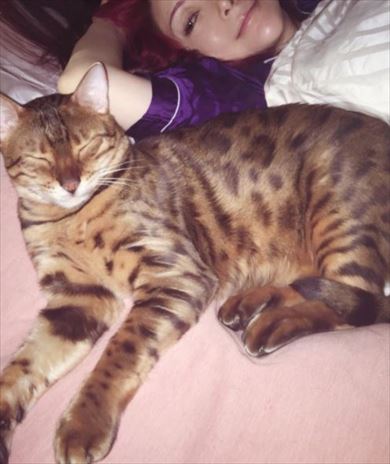 叶姉妹 ベンガルキャット ファビュラス君 猫 ペット 叶美香 叶恭子