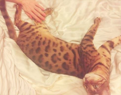 叶姉妹 ベンガルキャット ファビュラス君 猫 ペット 叶美香 叶恭子