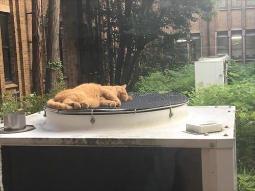 猫と東大