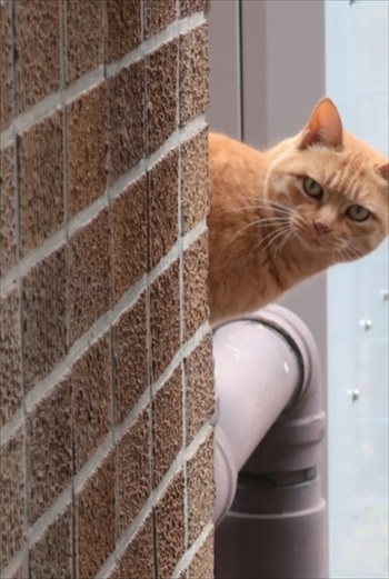 猫と東大