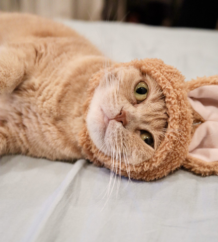 うさぎもろみちゃん