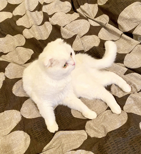 ニャランチュラ