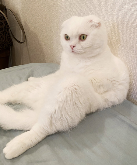 スコ座りむくくん