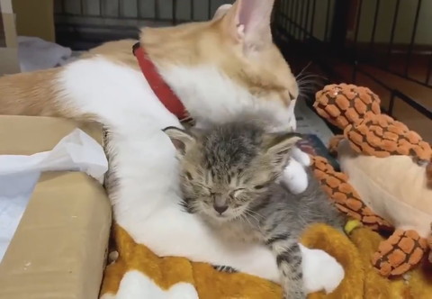 毛繕いは念入りに