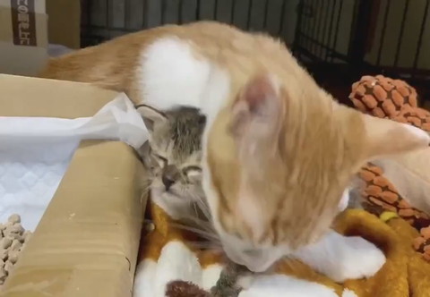 毛繕いは念入りに