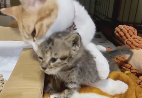 毛繕いは念入りに