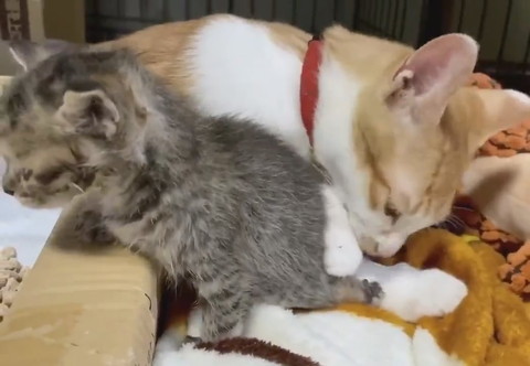 毛繕いは念入りに