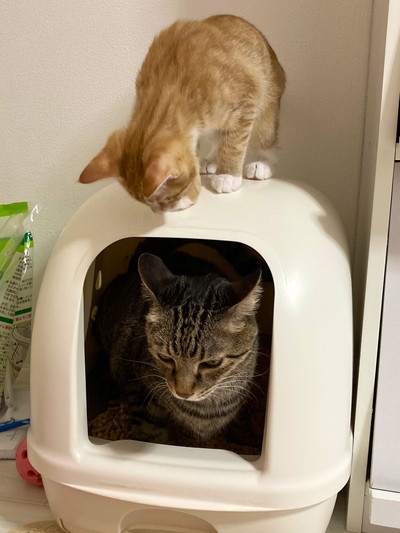 殿くんと子ネコちゃん