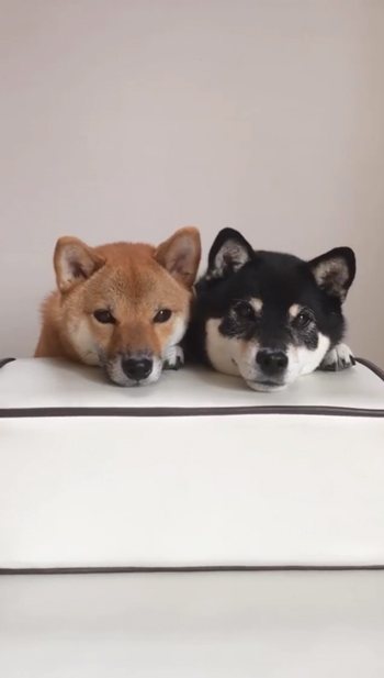 柴犬の笑顔