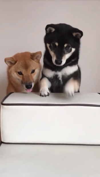 足のせみくちゃん