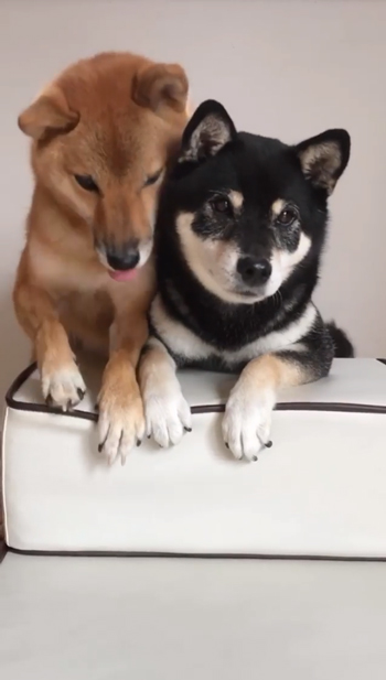 乗っかるりなちゃん