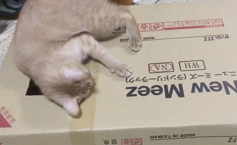 おしりかわいい