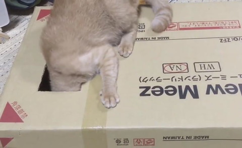 おしりかわいい