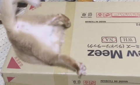 おしりかわいい