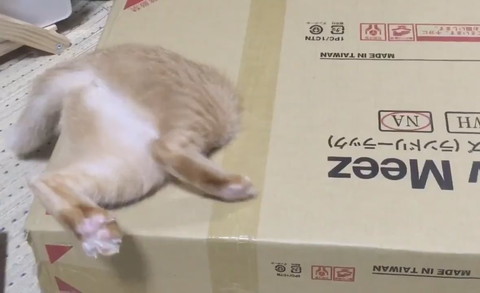 おしりかわいい