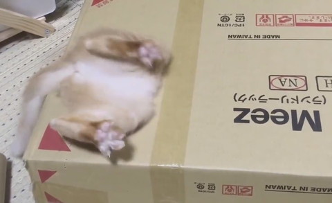 おしりかわいい