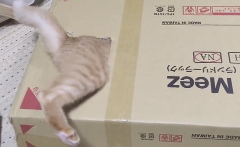 おしりかわいい