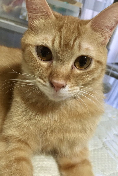 おしりかわいい