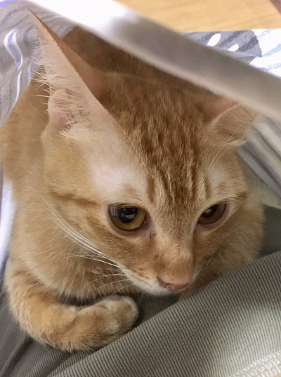 おしりかわいい