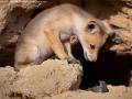 まさかのシーンを激写！　オモシロ動物写真コンテストの最終選考作品を一挙公開