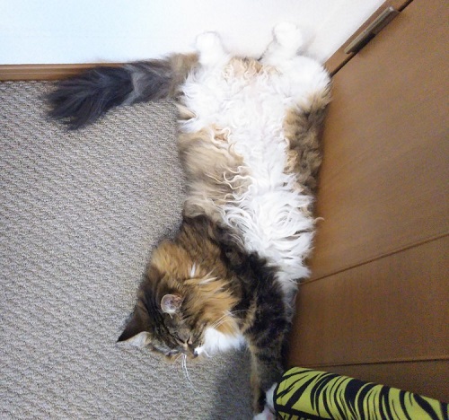 ペット手帳 ベストショット